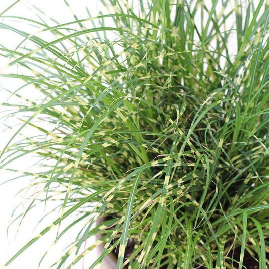 Miscanthus Bandwidth