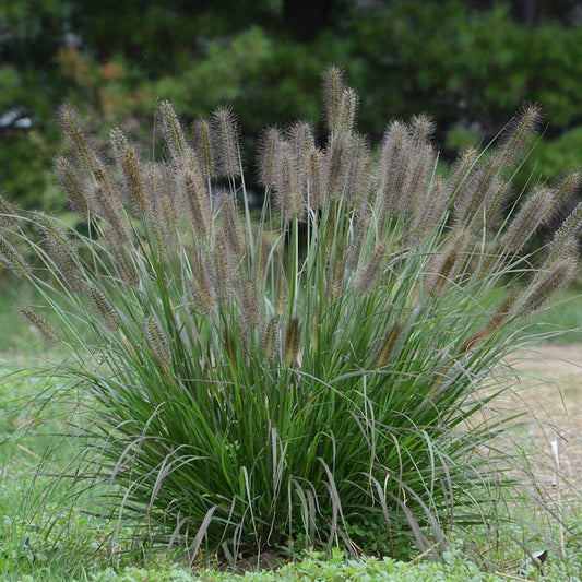 Pennisetum 'Puppy Love'