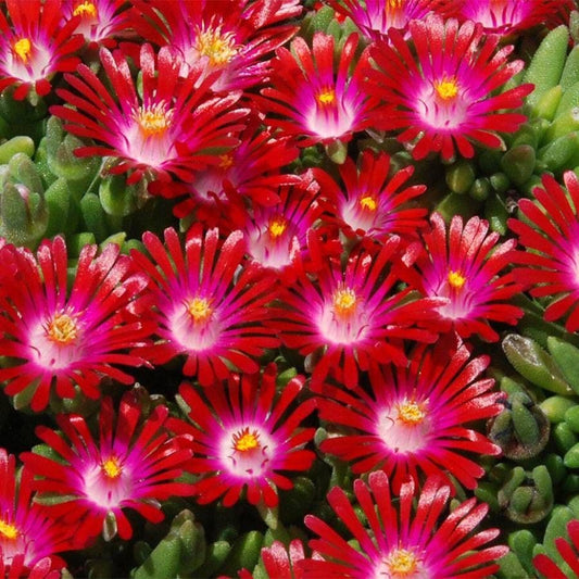 Delosperma Hotcakes® 'Saucy Strawberry' Ice Plant