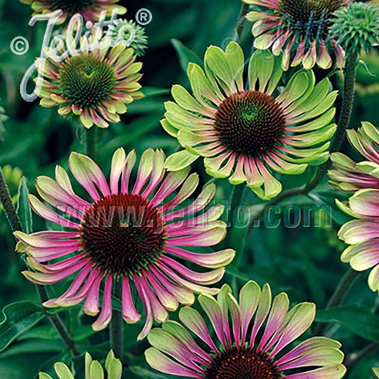 Echinacea 'Green Twister' Coneflower