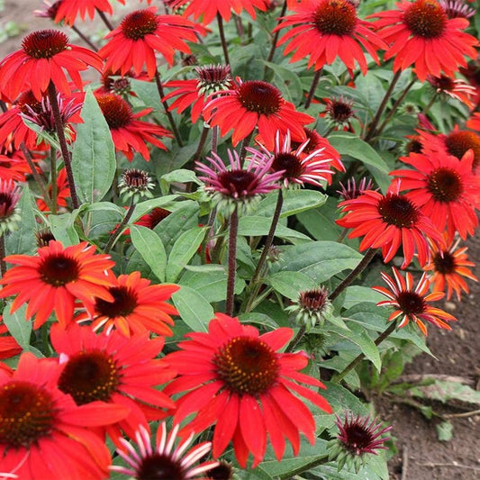 Echinacea Sombrero® Sangrita Red
