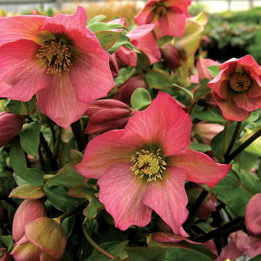 Helleborus Walbertons Rosemary®