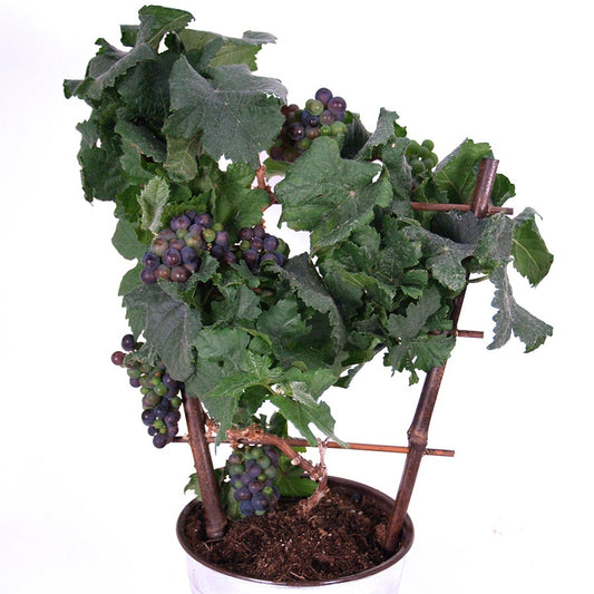 Pixie™ Pinot Meunier Purple Grape