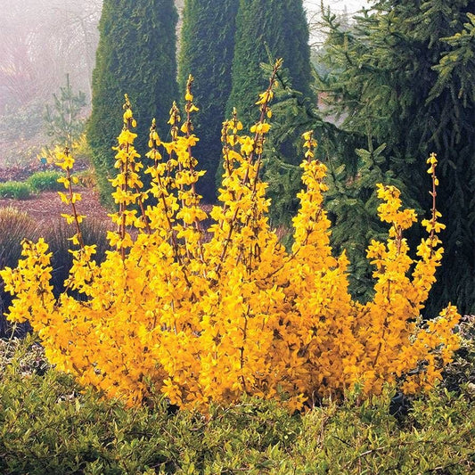 Forsythia Magical® Gold