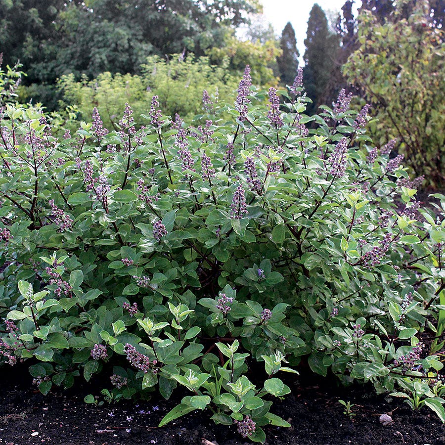 Vitex Chicagoland Blues™