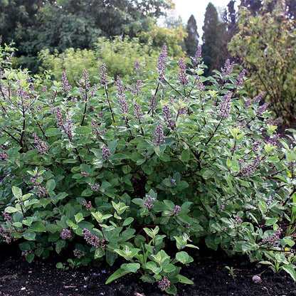 Vitex Chicagoland Blues™