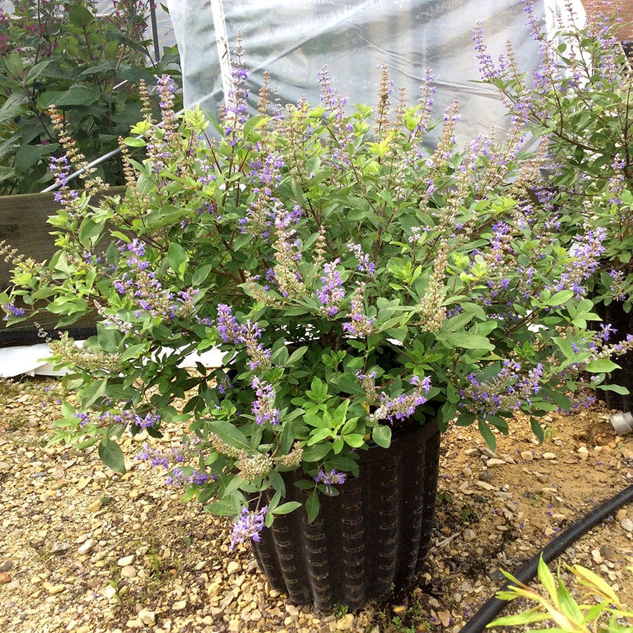 Vitex Chicagoland Blues™