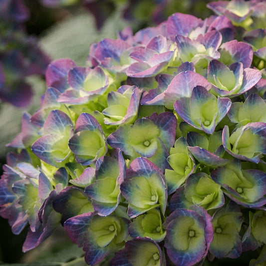 Hydrangea Cityline® Rio
