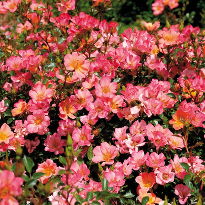 Rosa Happy Chappy 36-Inch Tree Rose