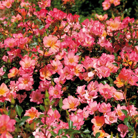 Rosa Happy Chappy 36-Inch Tree Rose