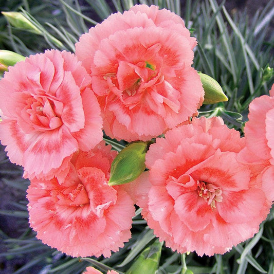 Dianthus SCENT FIRST® Tall Romance - Coral Carnation
