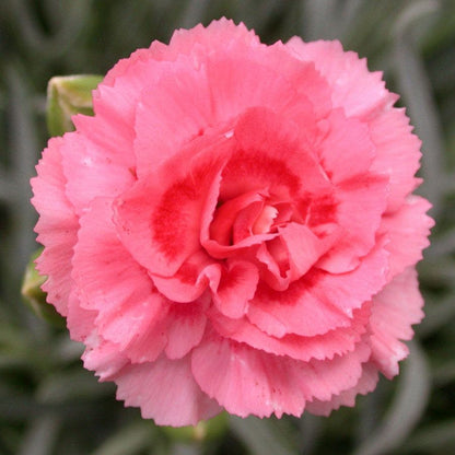 Dianthus SCENT FIRST® Tall Romance - Coral Carnation