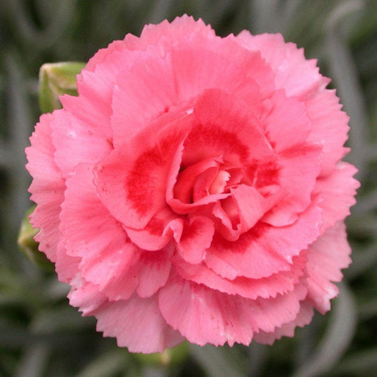Dianthus SCENT FIRST® Tall Romance - Coral Carnation