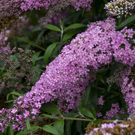 Buddleia 'Pink Cascade'