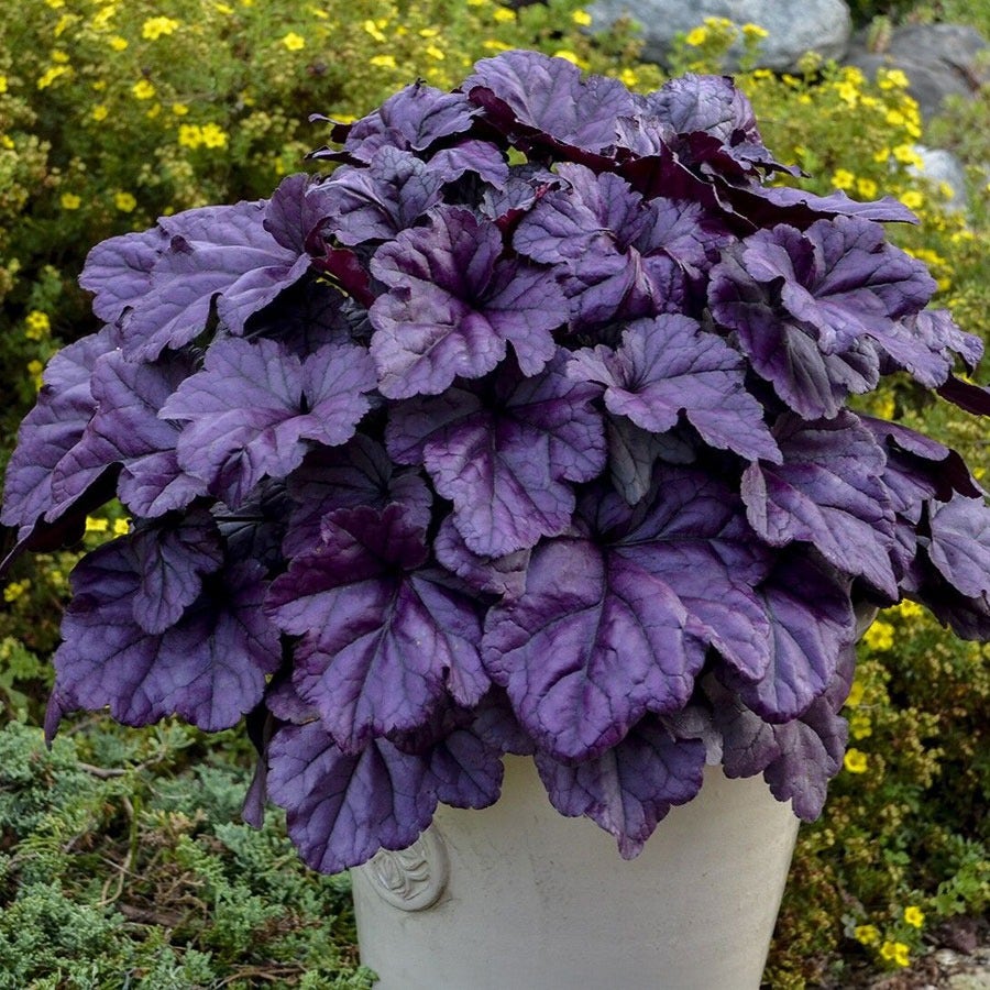 Heuchera Dolce® 'Wildberry'