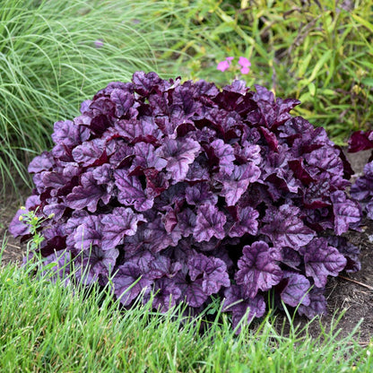 Heuchera Dolce® 'Wildberry'