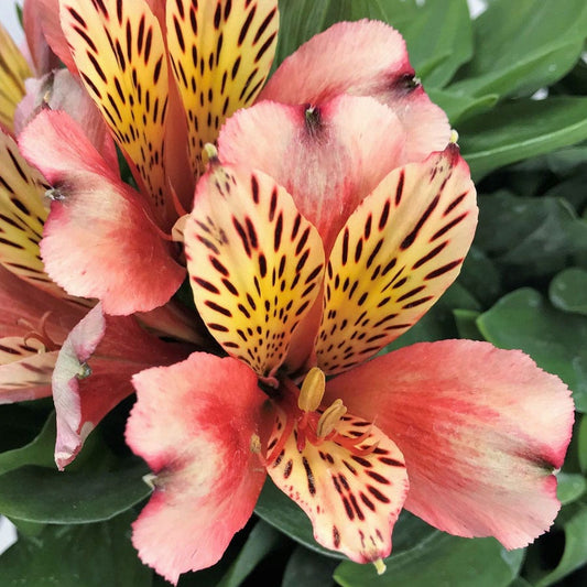 Alstroemeria Inca Husky™
