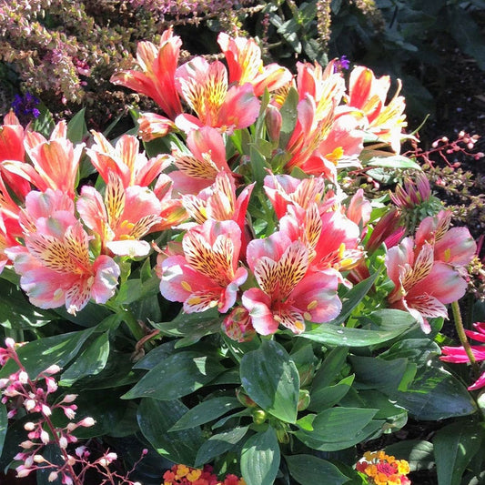 Alstroemeria Inca Husky™