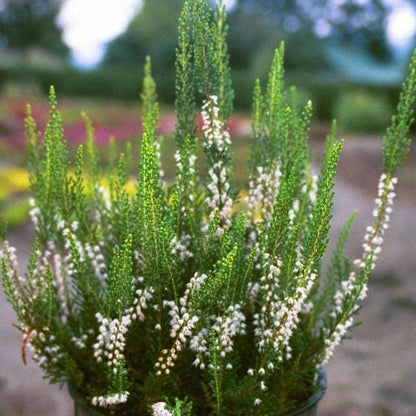 Calluna 'Spring Cream'