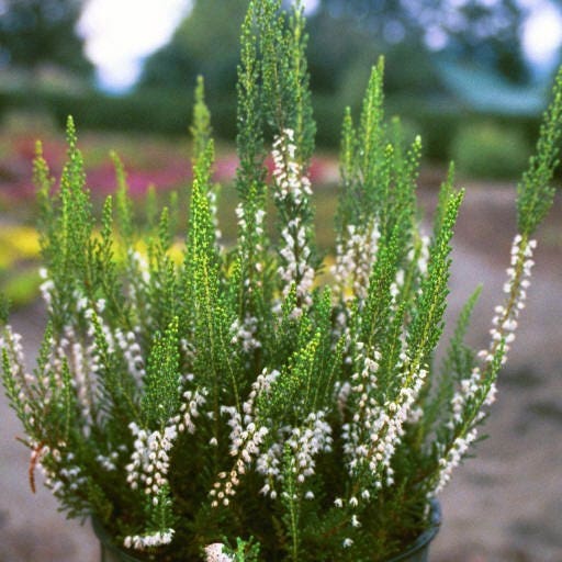 Calluna 'Spring Cream'