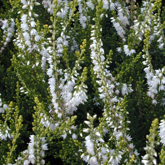 Calluna 'Spring Cream'