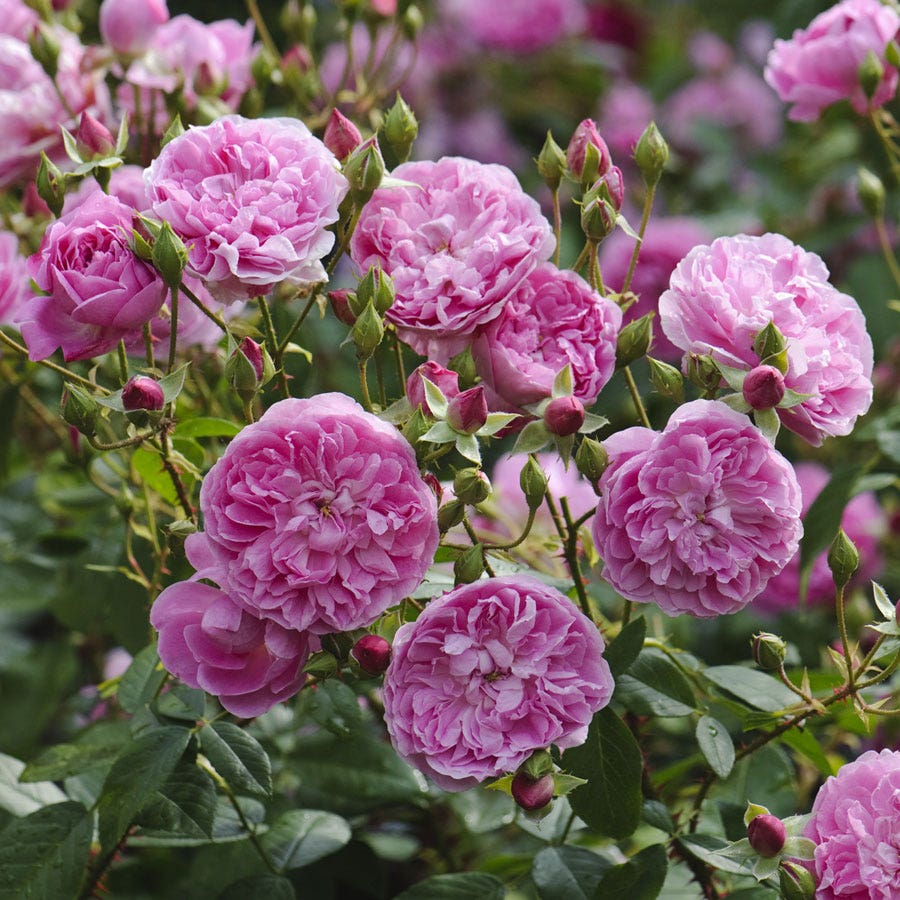 Englsih Roses David Austin® English Roses for Sale – Wayside Gardens