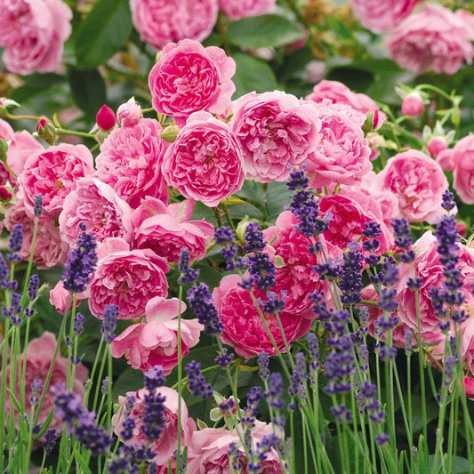 Rosa Harlow Carr®