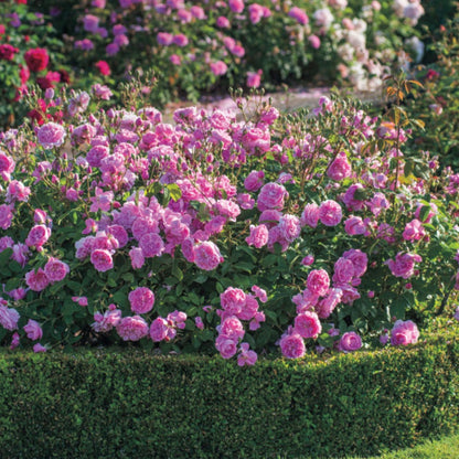 Rosa Harlow Carr®