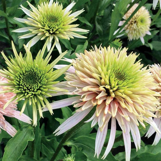 Echinacea Cone-fections™ 'Cherry Fluff' Multi Colored Coneflowers