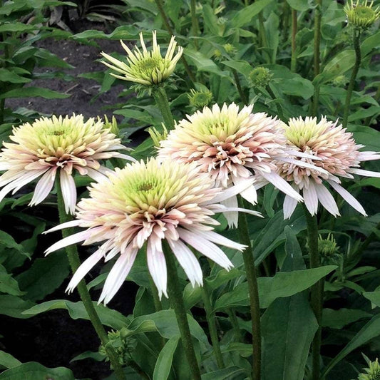 Echinacea Cone-fections™ 'Cherry Fluff' Multi Colored Coneflowers