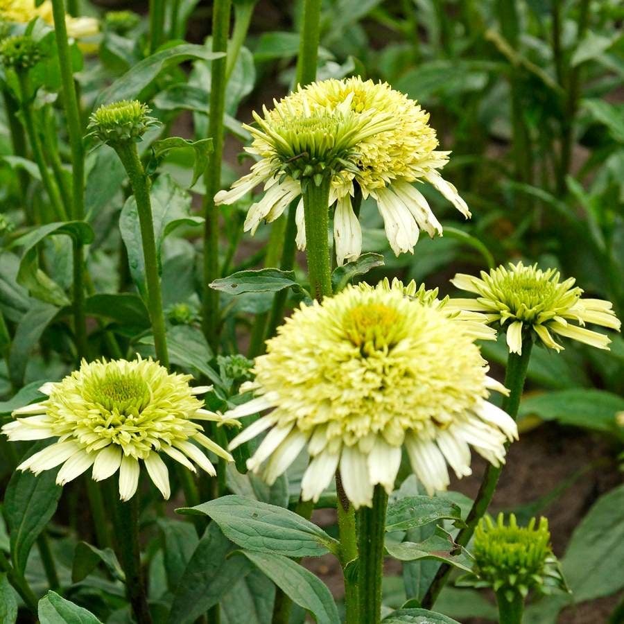 Echinacea Cone-fections™ 'Honeydew' - Green Coneflower