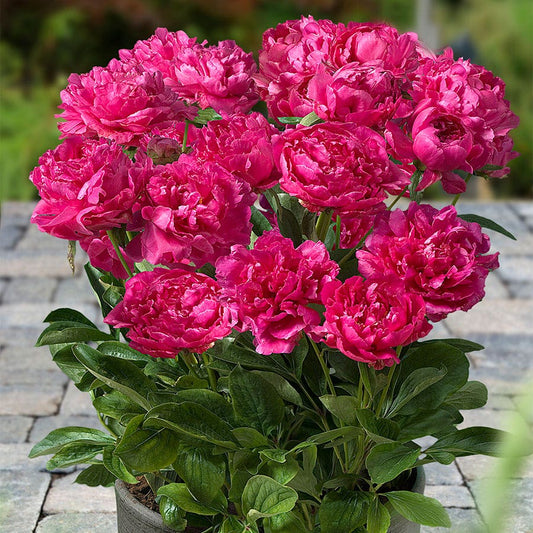 Paeonia 'London'®