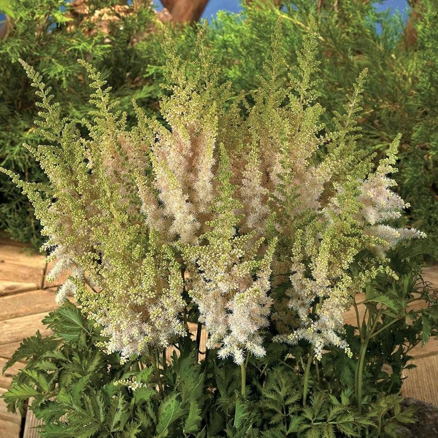Astilbe 'Milk and Honey'