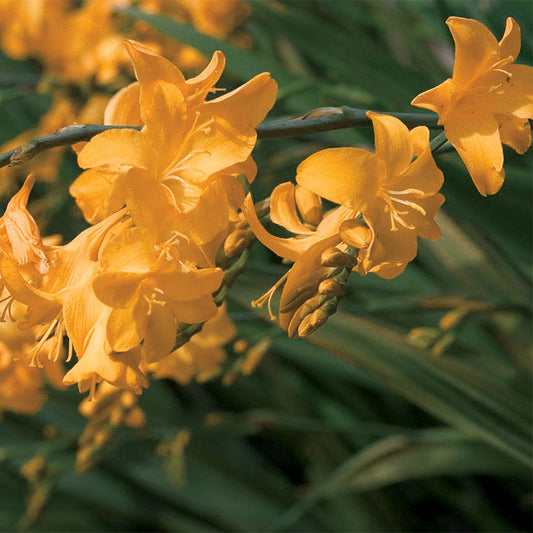 Crocosmia 'Walberton Yellow'