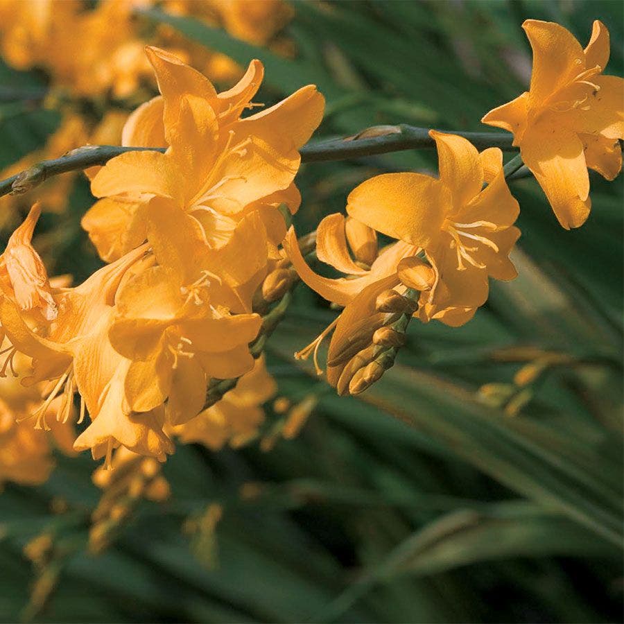 Crocosmia 'Walberton Yellow'