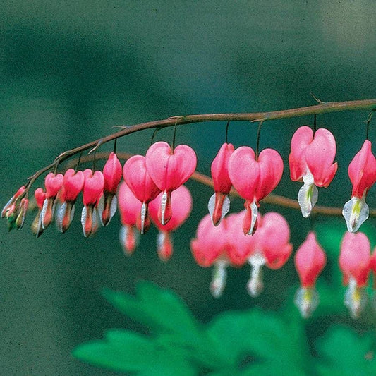 Dicentra spectabilis