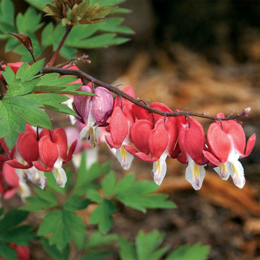 Dicentra Valentine®