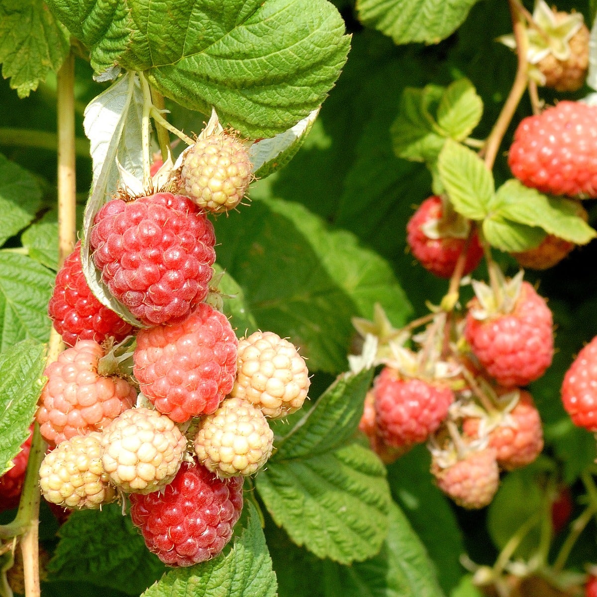Rubus Encore Raspberry – Wayside Gardens