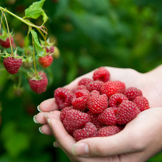 Rubus 'Joan J'