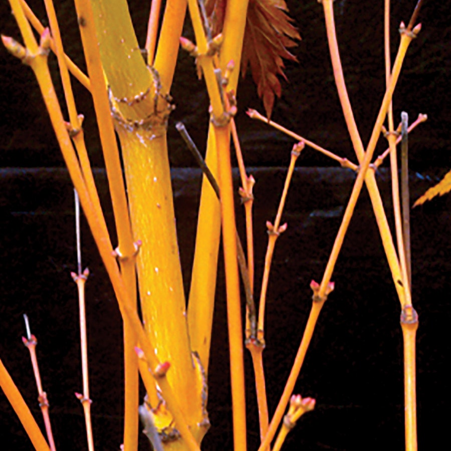 Acer 'Bihou'