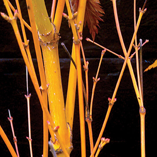 Acer 'Bihou'