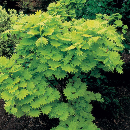 Acer 'Aureum'