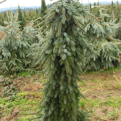 Picea 'Pendula'