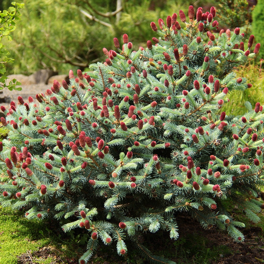 Picea 'Ruby Teardrops'
