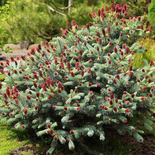 Picea 'Ruby Teardrops'