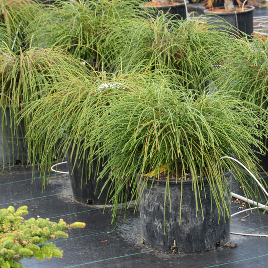 Thuja 'Whipcord'