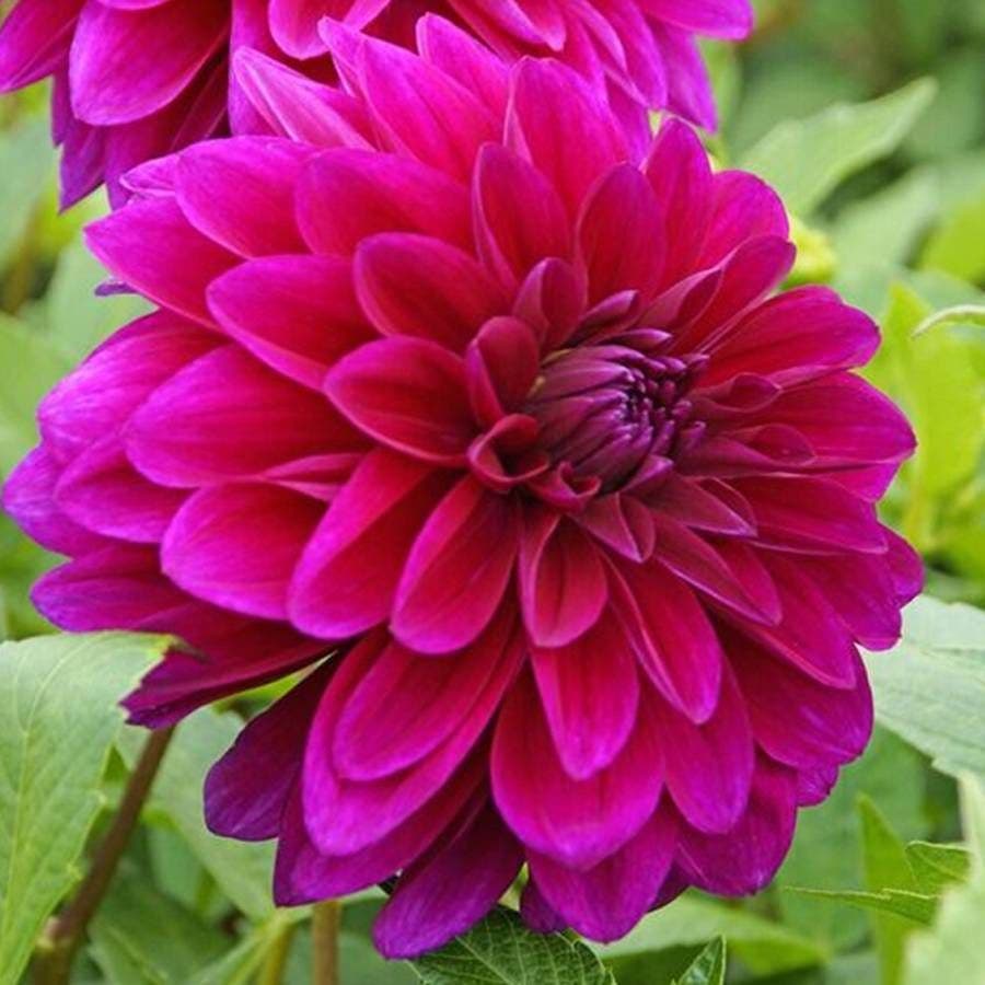 Dahlia 'Le Baron' Bulb