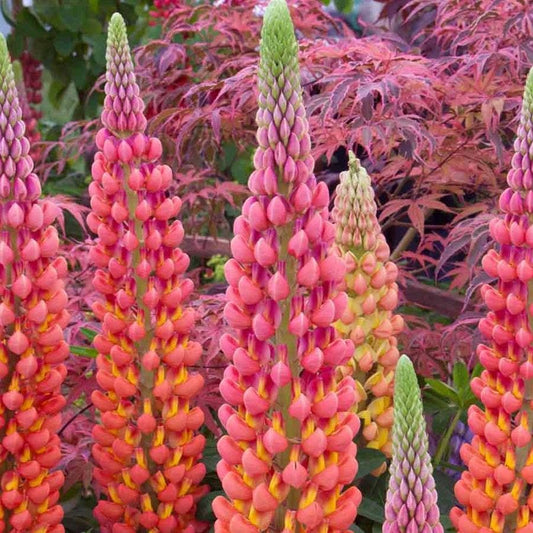 Lupinus Westcountry™ 'TerraCotta'