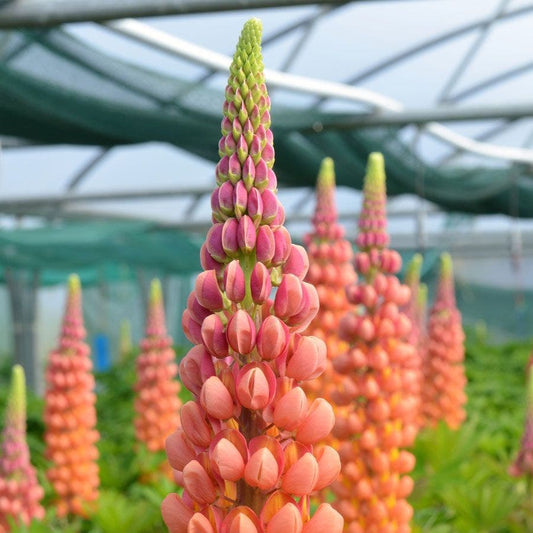Lupinus Westcountry™ 'TerraCotta'
