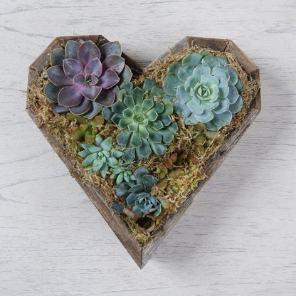 Heart Mix Succulent Garden